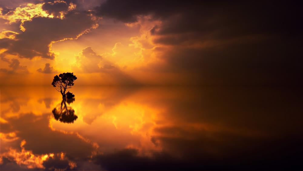 Lone tree reflected in the water wallpaper
