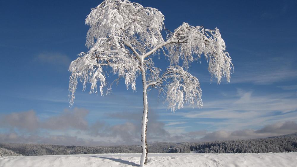 Snowy solitary tree wallpaper
