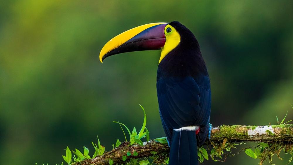 Toucan sitting on a branch wallpaper