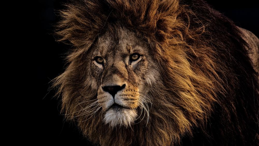 The Lion King wallpaper