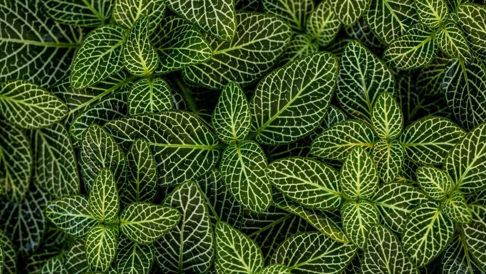 Striped green leaves wallpaper