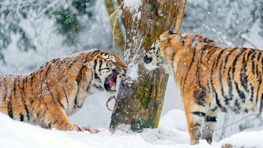 Siberian Tigers wallpaper