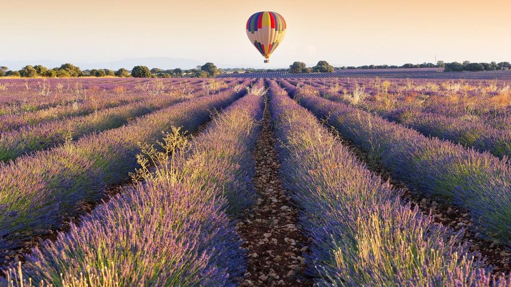 Air balloon over Lavender field wallpaper