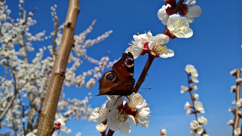 Butterfly on blooming twig wallpaper