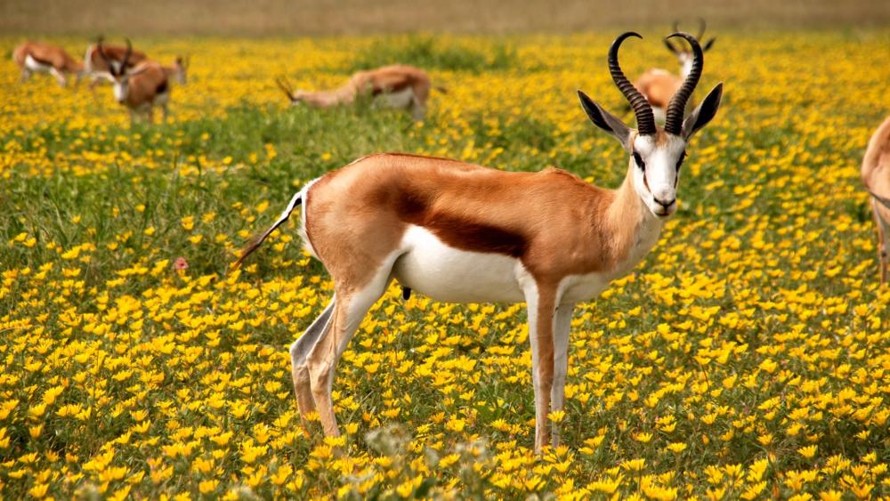 Antelope grazing on a flower meadow wallpaper