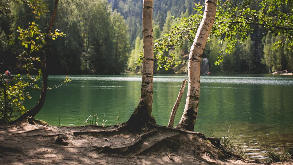 Serene Lake View Through Birch Trees wallpaper