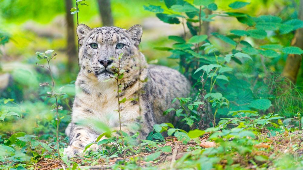 Snow leopard in the forest wallpaper