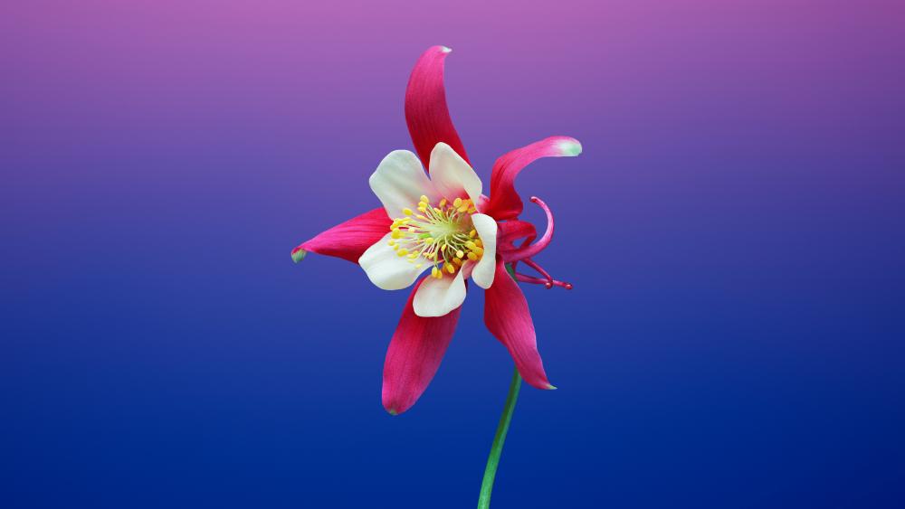 Flower in front of cut out background wallpaper