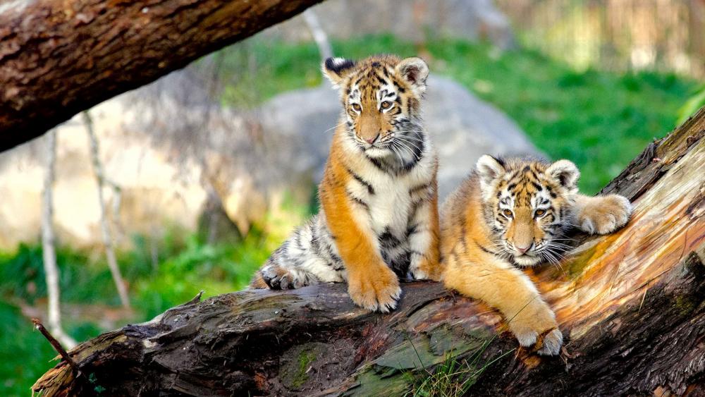 Tiger cubs on a tree wallpaper