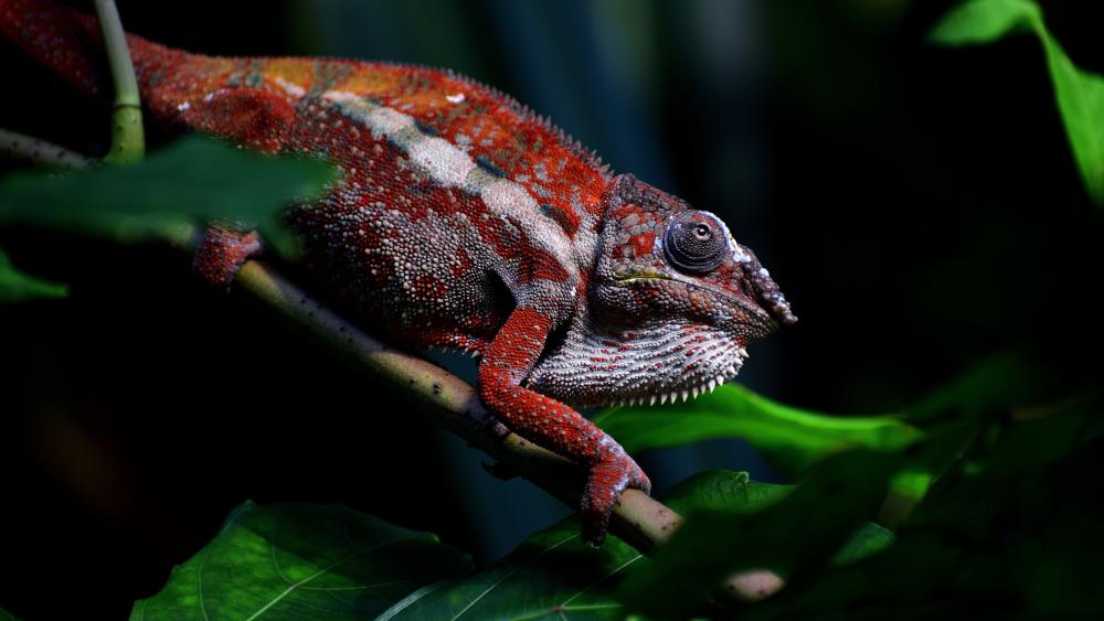 Red Chameleon wallpaper