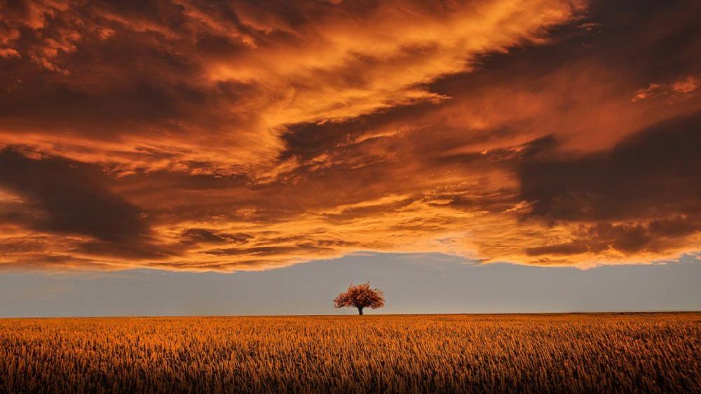 Lonely tree on the plain wallpaper
