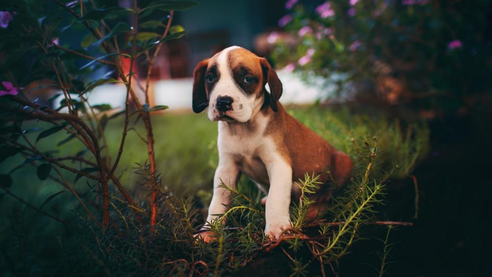 Cute puppy wallpaper