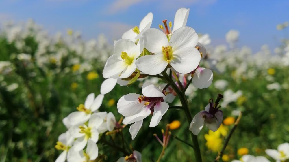 White flowers wallpaper