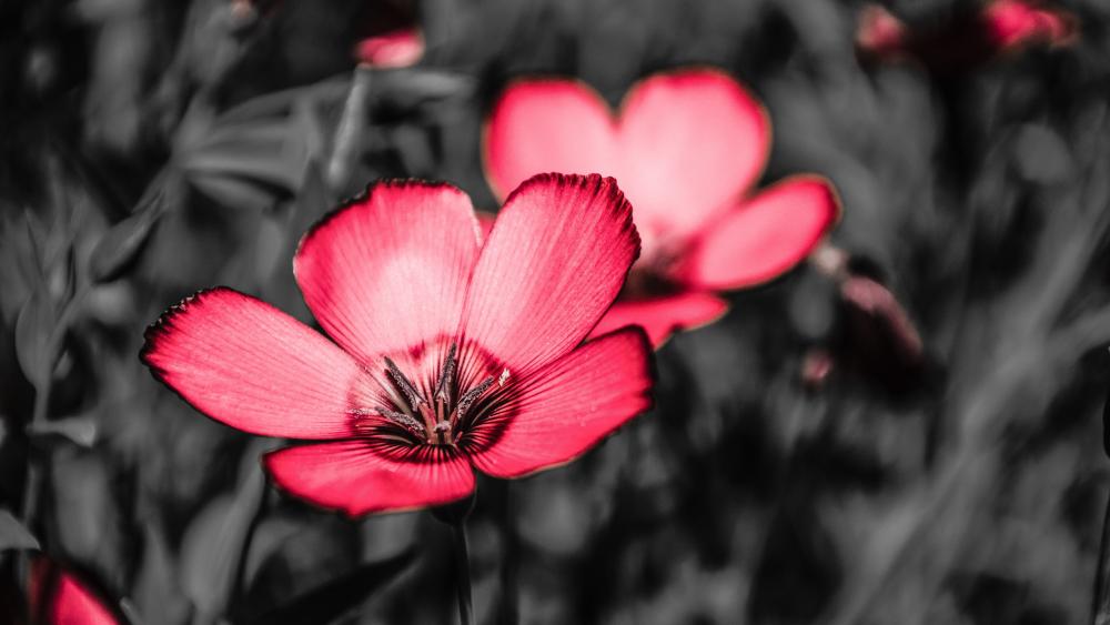Black and Red Flower Photo wallpaper