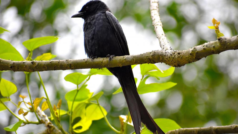 Crow on a tree branch wallpaper