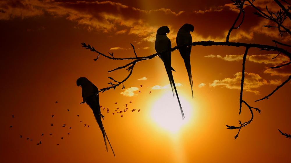 Parrots' silhouette in the sunset wallpaper