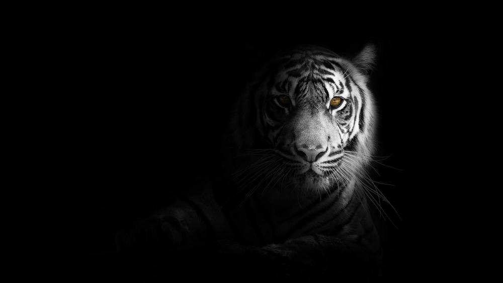 Tiger in shadow wallpaper