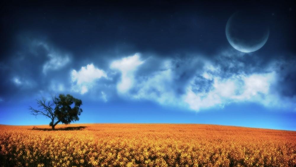 Lone tree in the canola field wallpaper