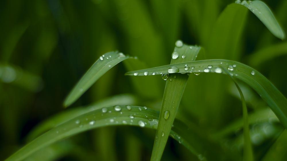 Dewdrops on green grass wallpaper