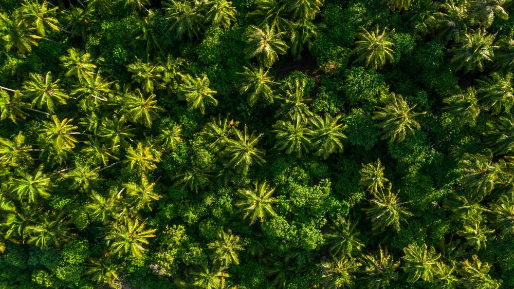 Drone View of Tropical Forest wallpaper