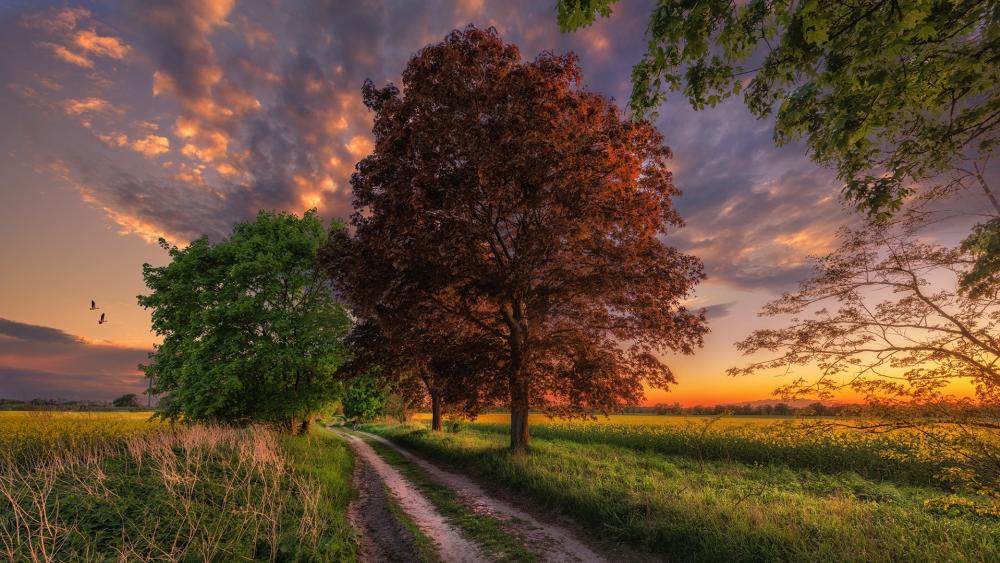 Trees next to a road wallpaper