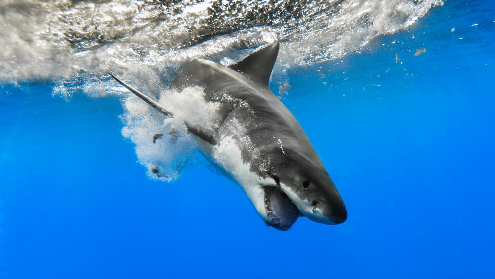 Agreat white shark dives into the water wallpaper