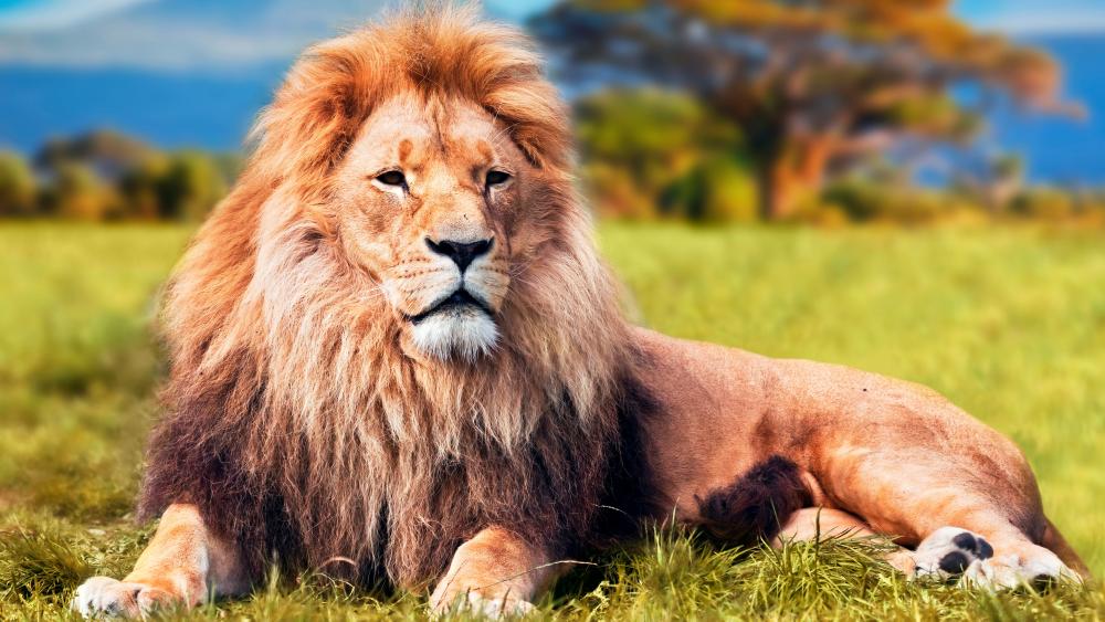 Majestic Lion Basking in the Wild wallpaper