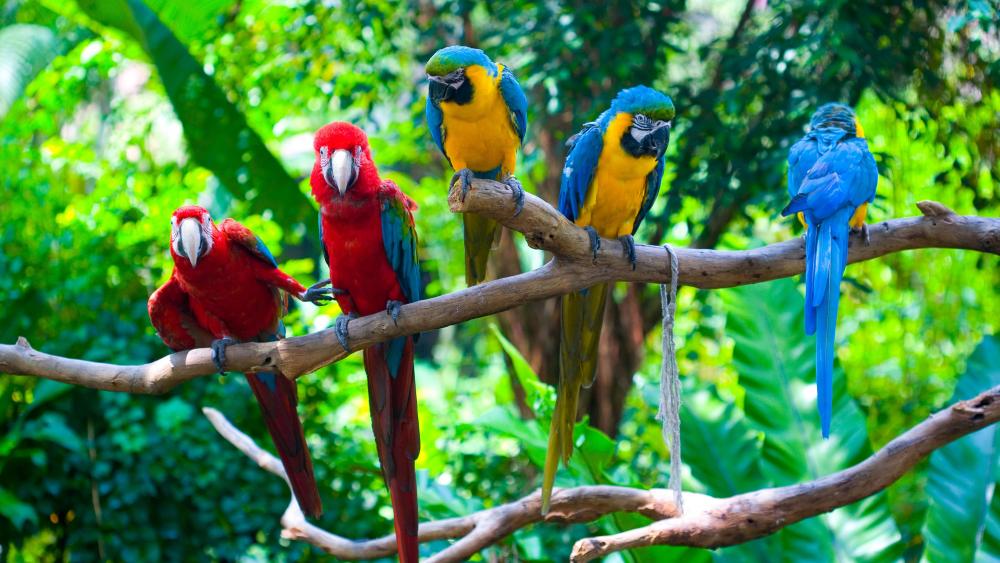 Colorful parrots wallpaper