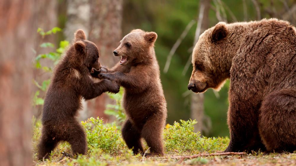 Baby bear fight wallpaper