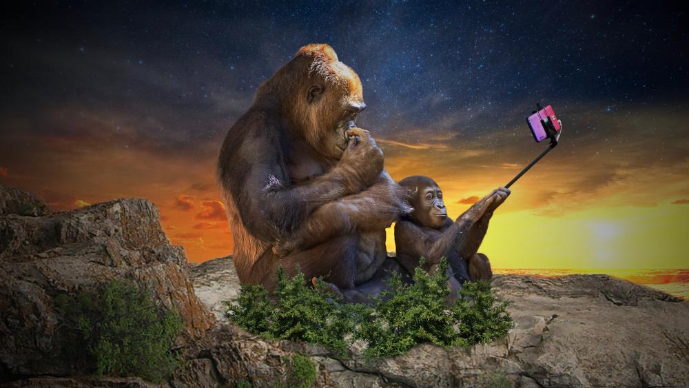 Gorilla selfie wallpaper