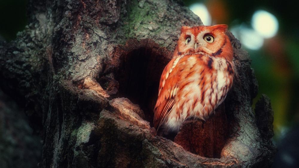 Owl nest wallpaper