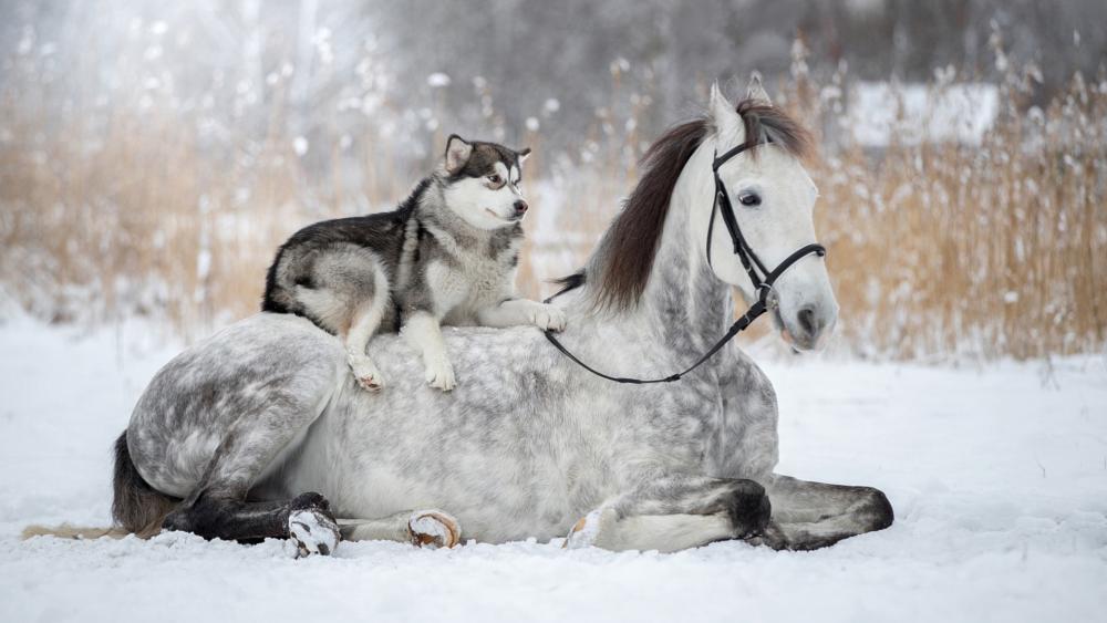 Friendship between a horse and a dog wallpaper