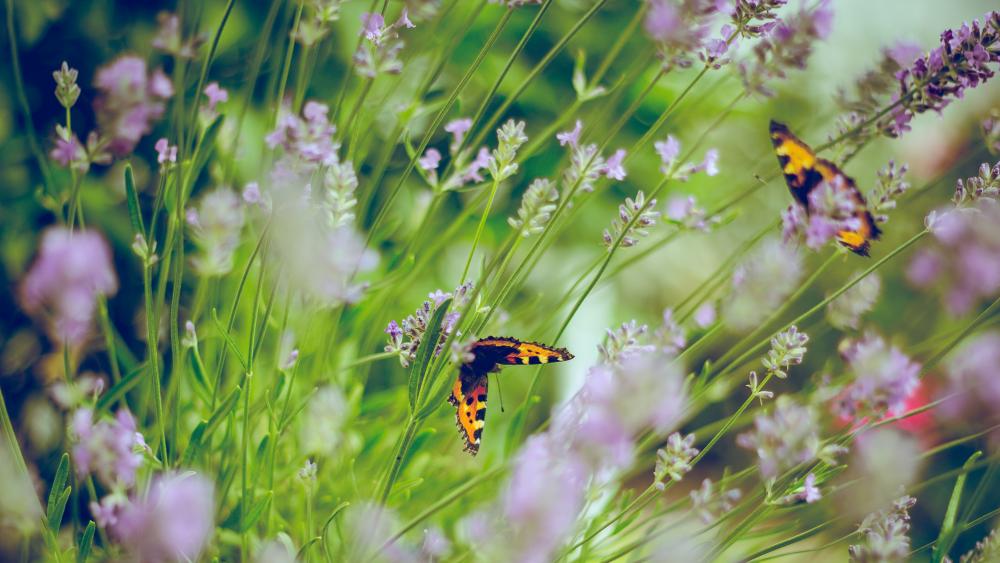 Butterflies on lavender wallpaper