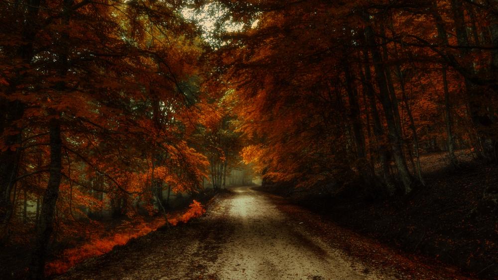 Dirt road across the fall forest wallpaper