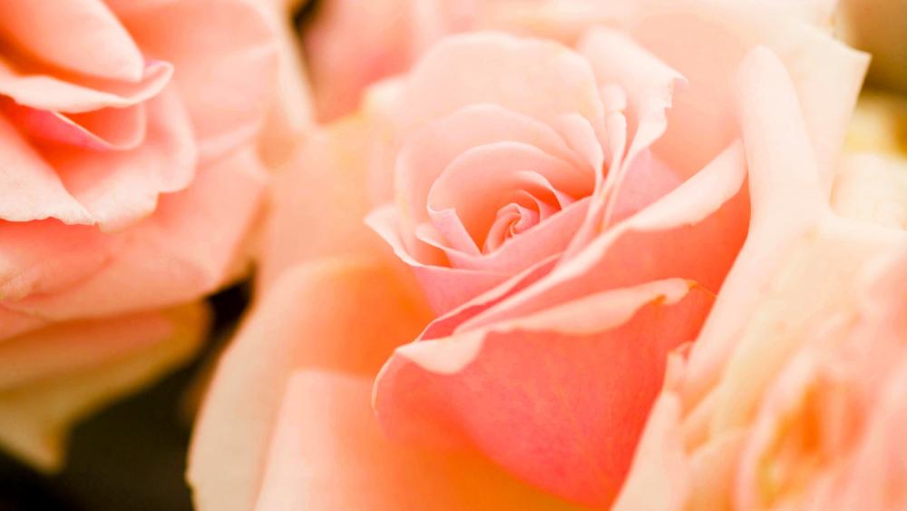 Pale pink roses wallpaper