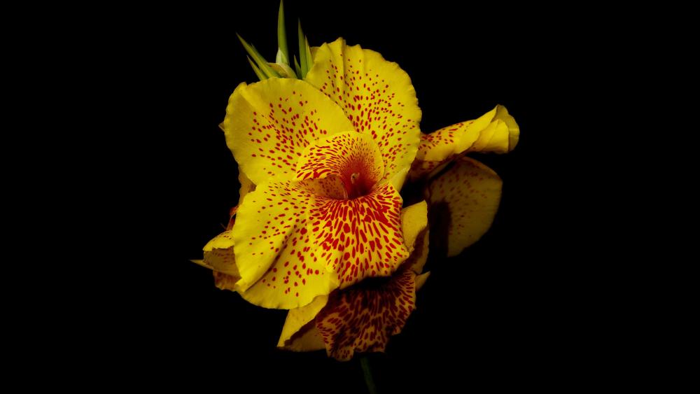 Yellow orchid wallpaper
