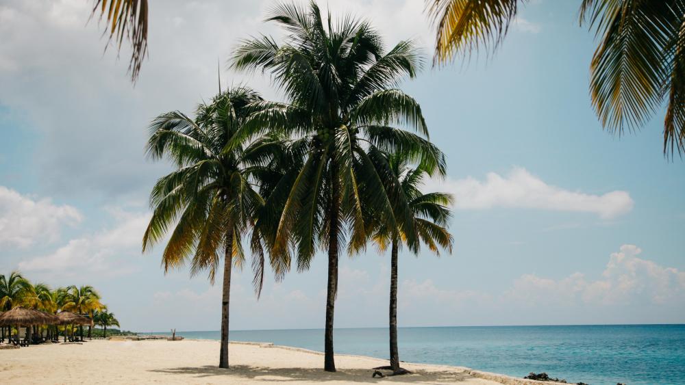 Palms in Cozumel island,  Mexico wallpaper