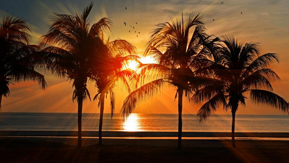 Sunset and Palm Trees wallpaper