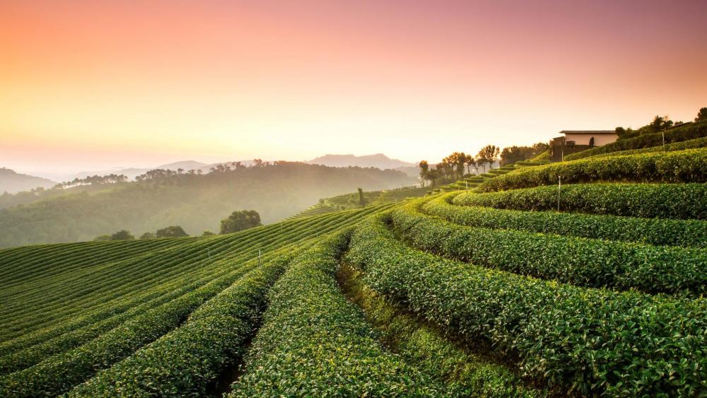 Tea plantation wallpaper