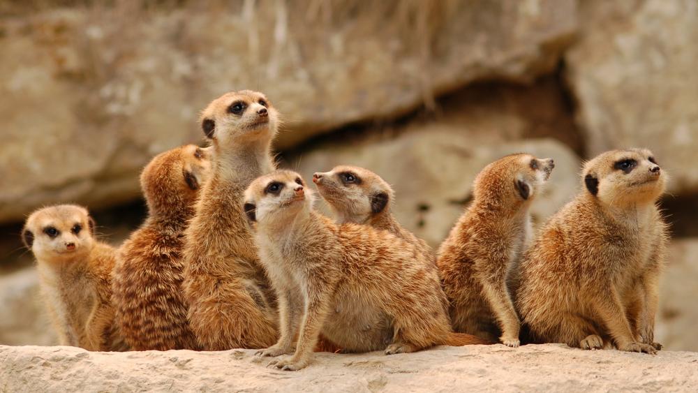 Meerkat group wallpaper