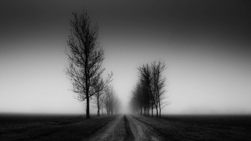 Tree lane black and white photo wallpaper