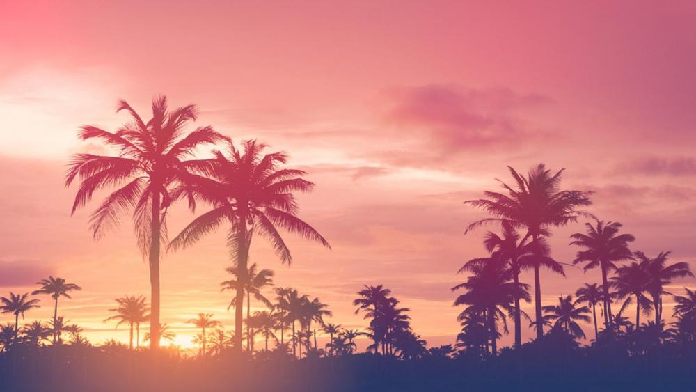 Tropical sunset with palm trees wallpaper