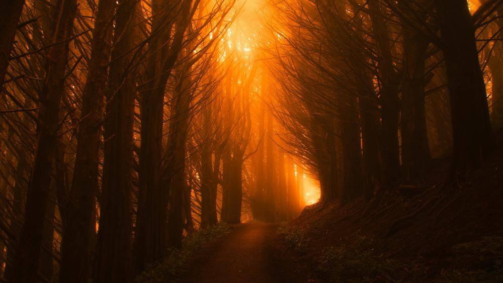 Forest trail at sunset wallpaper