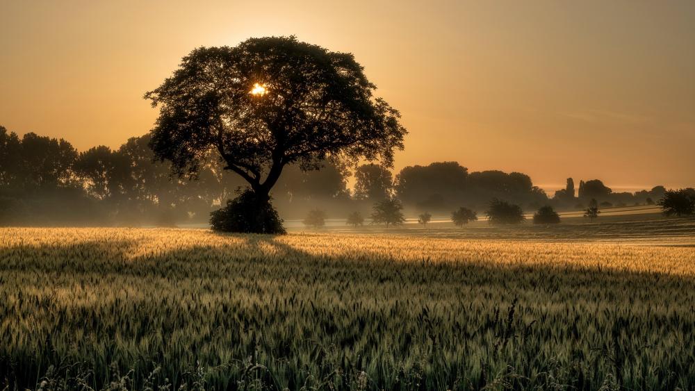 Solitary tree at sunset wallpaper