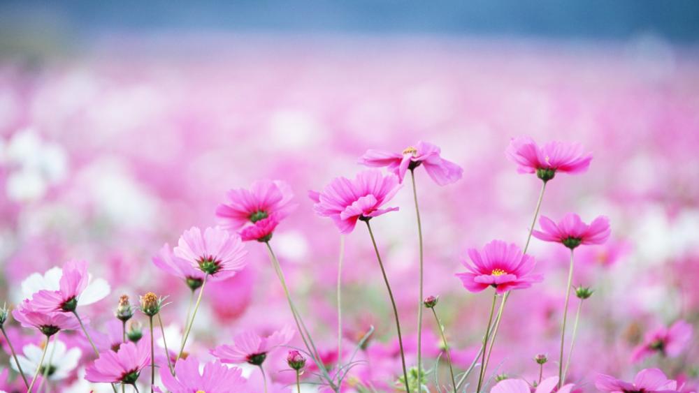 Pink wildflowers wallpaper