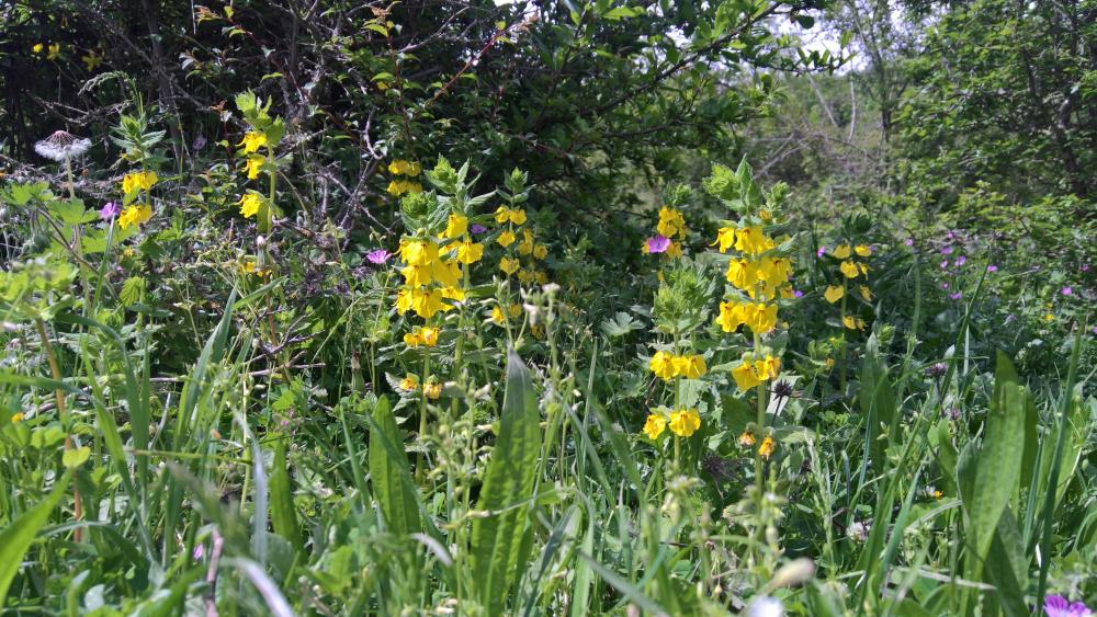 Wildflowers wallpaper