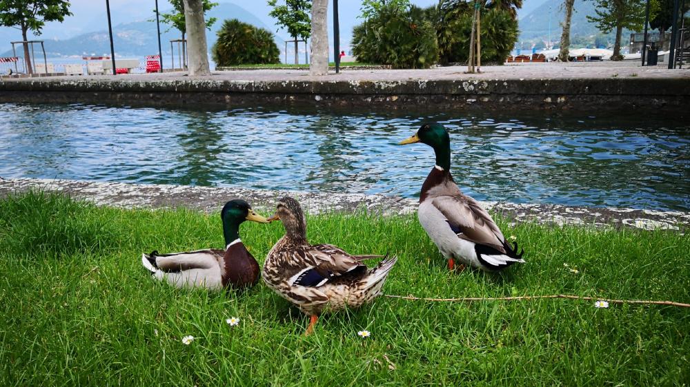 Ducks by the Water's Edge in Tranquil Setting wallpaper
