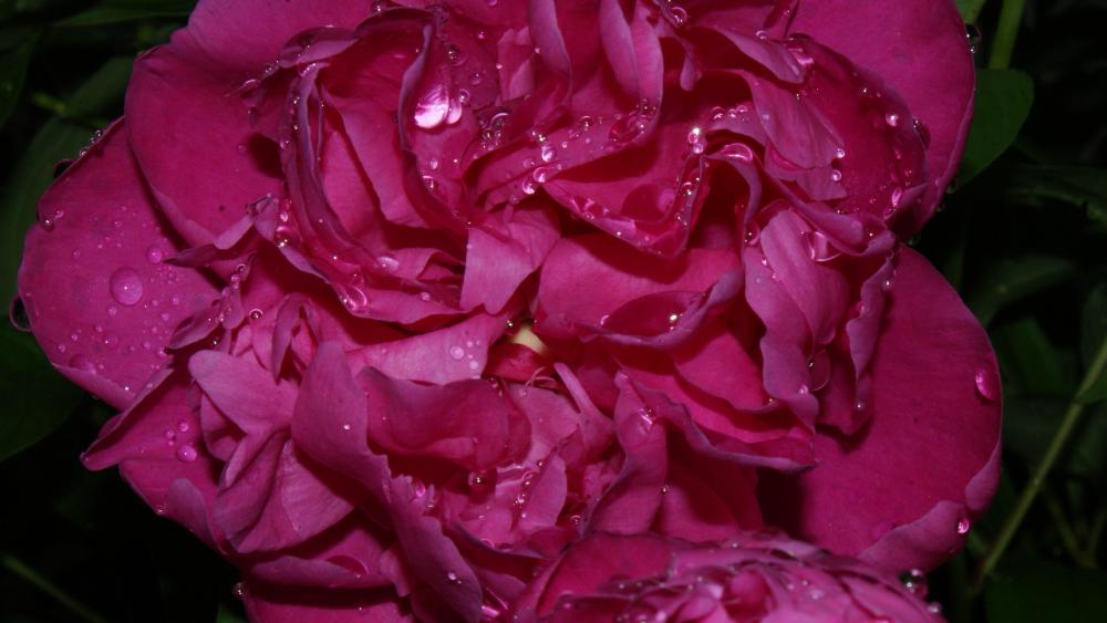 Rose in rain wallpaper
