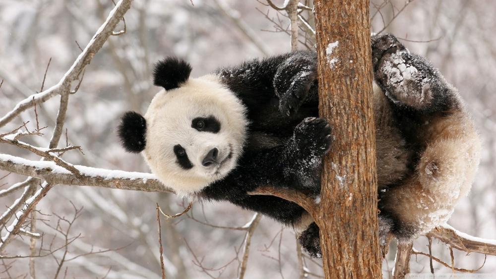 Snowy Panda on a tree wallpaper