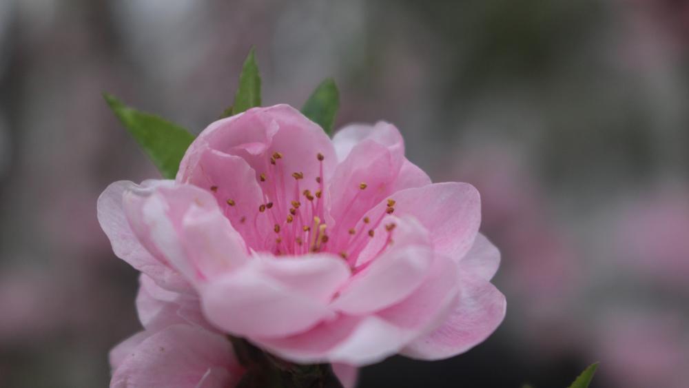 March peach blossom wallpaper